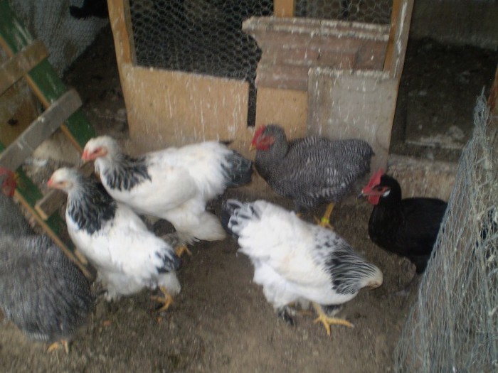 PA020561 - Pui mari