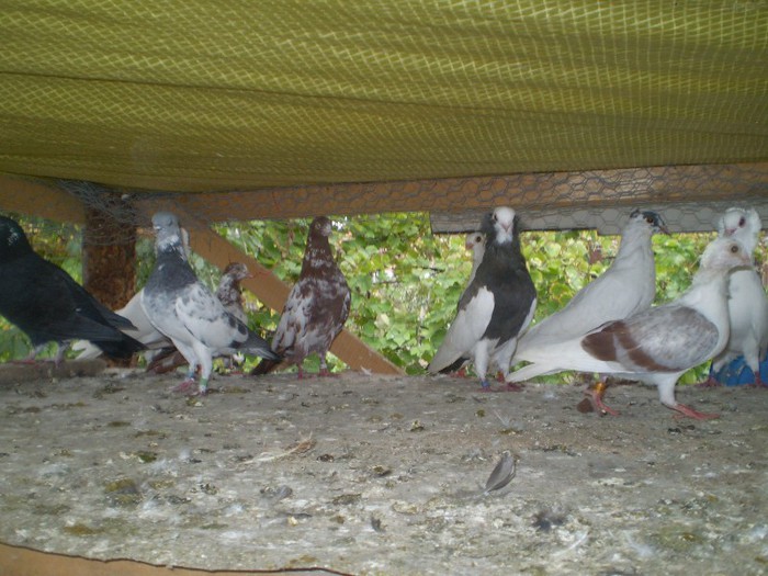 PA020565 - Pui mari