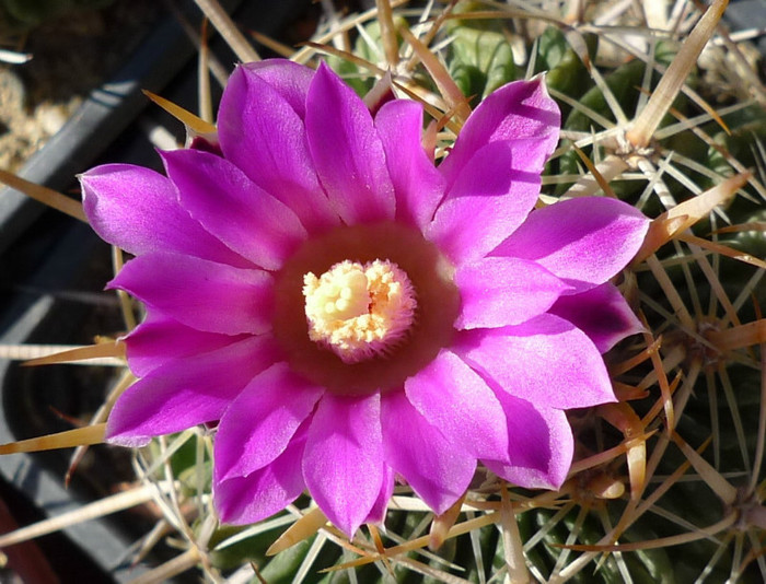 nr.12 - floare - Echinofossulo 2012