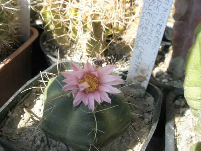 knipellianus v. krugerii - flori 05.05.2012