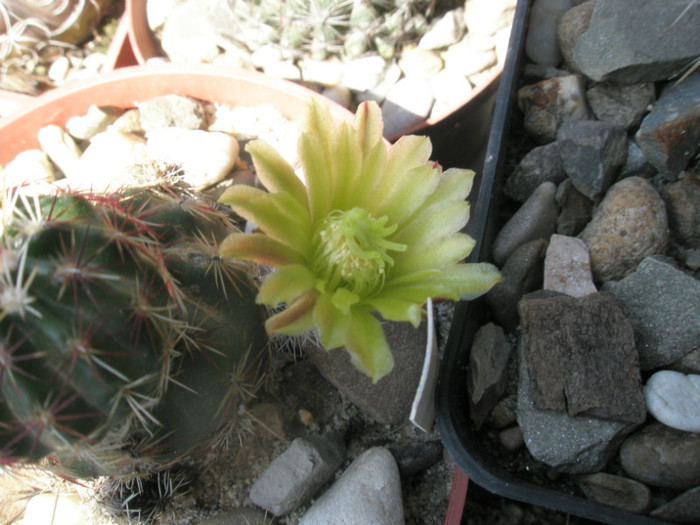 viridiflorus - floare - Echinocereus