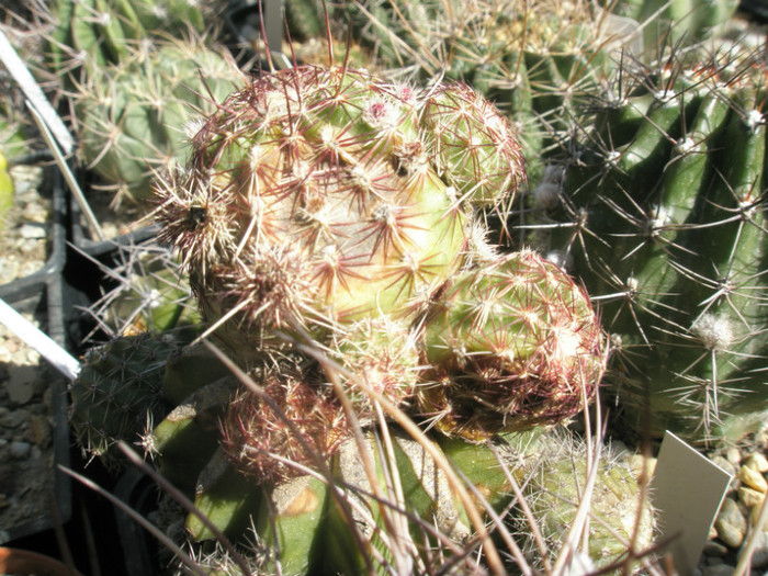 viridiflorus iernat in beci - Echinocereus