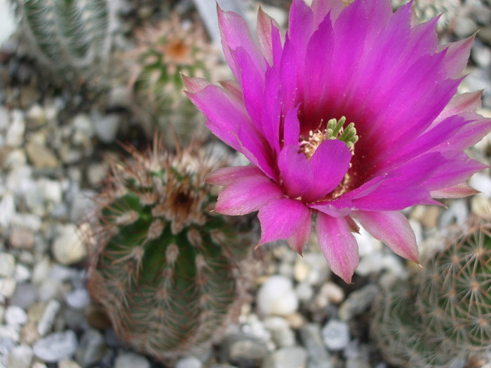 reichenbachii v. perbelus - 10.06 - Echinocereus