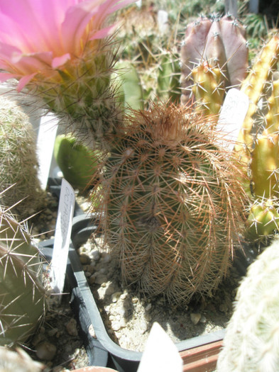 pectinatus (Obor) - 10.06 - Echinocereus