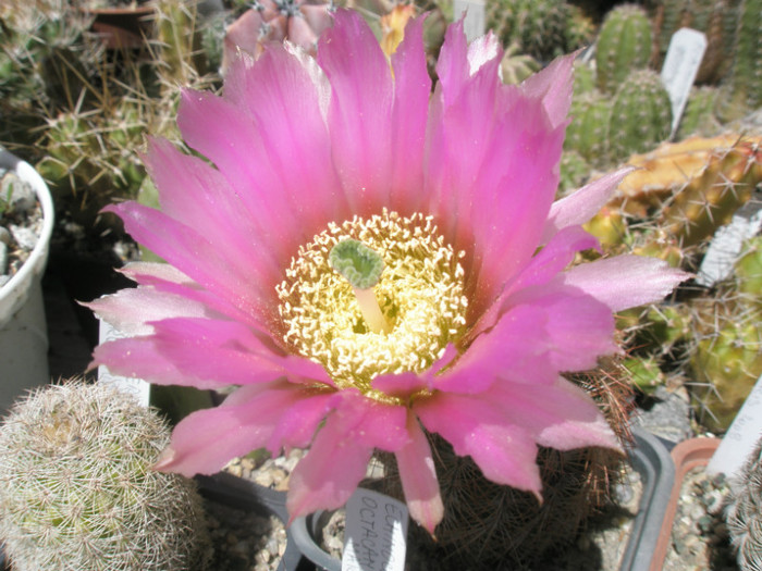 pectinatus (Obor) - floare - Echinocereus