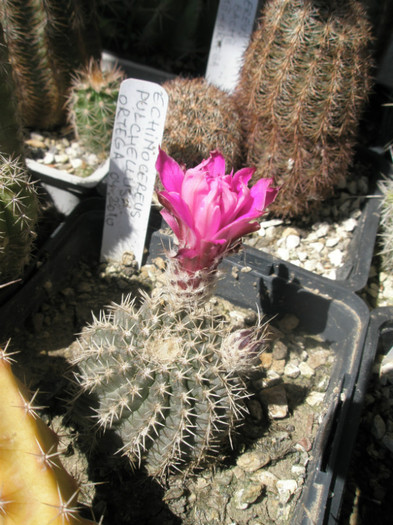 pulchelus - 04.06 - Echinocereus