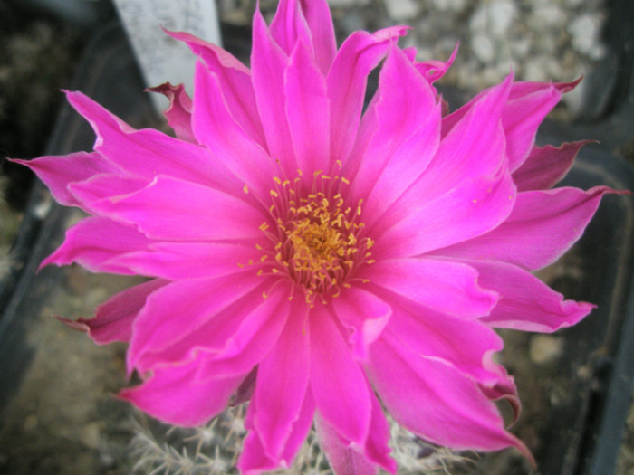 pulchelus - floare 05.06 - Echinocereus