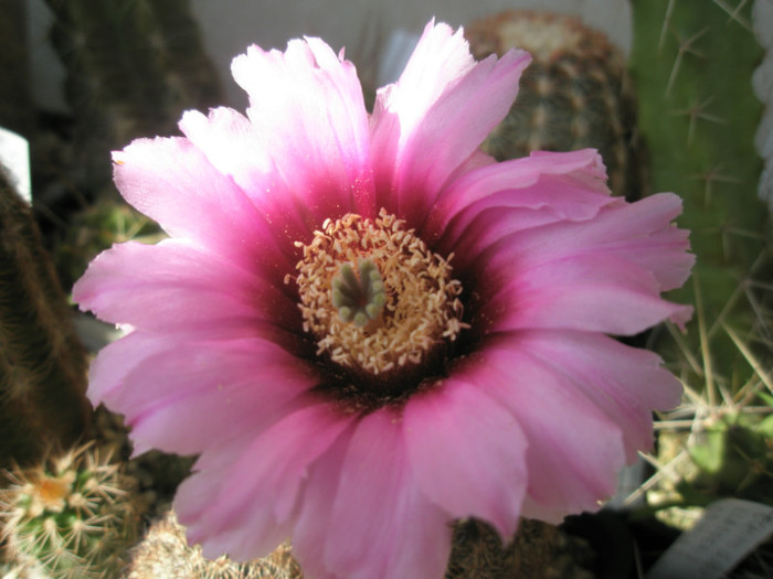 reichenbachii ssp.fitchi - floare - Echinocereus