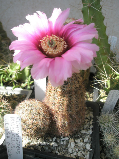 reichenbachii ssp.fitchii - 13.06 - Echinocereus