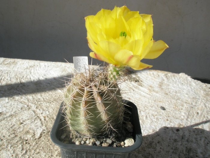 octacanthus - 02.07 - Echinocereus