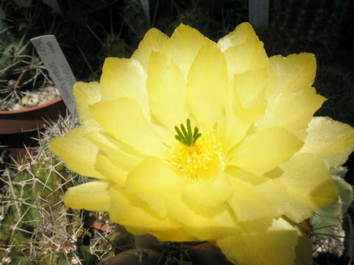 subinermis ssp. subinermi - floare 2 - Echinocereus