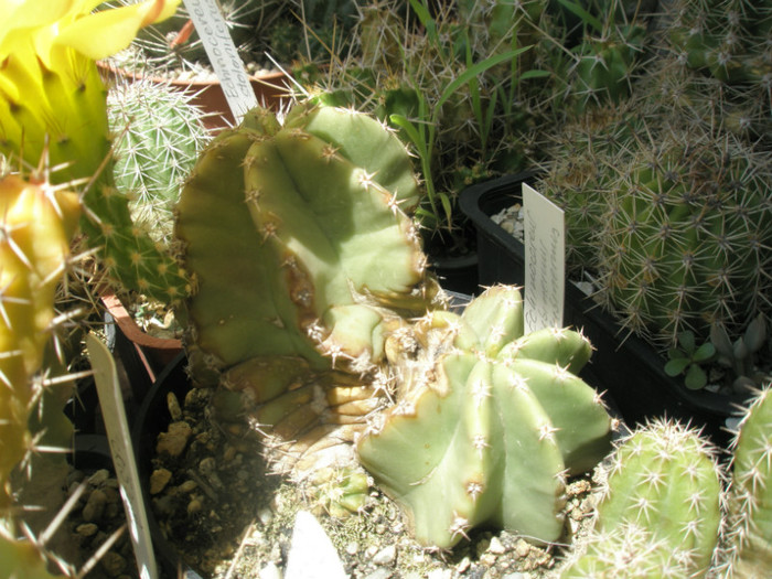 subinermis ssp. subinermis - 05.07 - Echinocereus