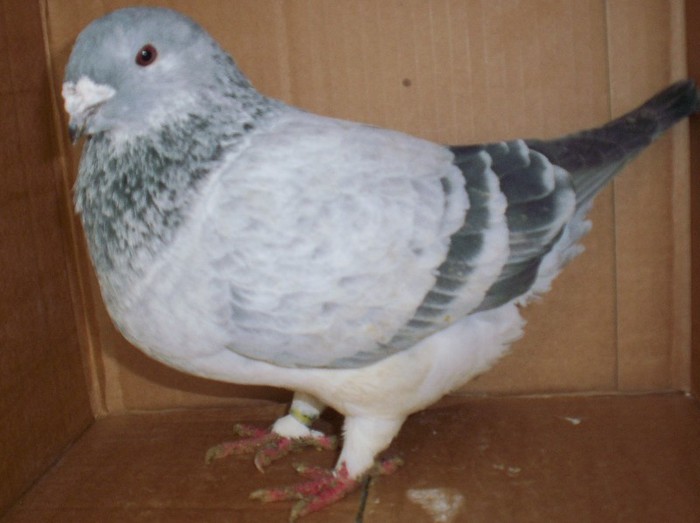 104_5790 - matca 2013