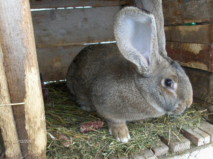 femela1 7luni - iepuri urias german