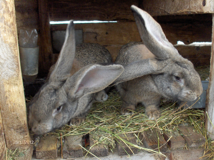 femele 4luni - iepuri urias german