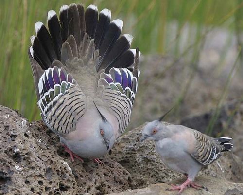 TURTURICA AUSTRALIANA CU MOT - PORUMBEI SI TURTURELE EXOTICE