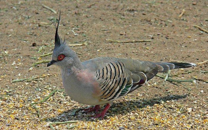 TURTURICA AUSTRALIANA - PORUMBEI SI TURTURELE EXOTICE