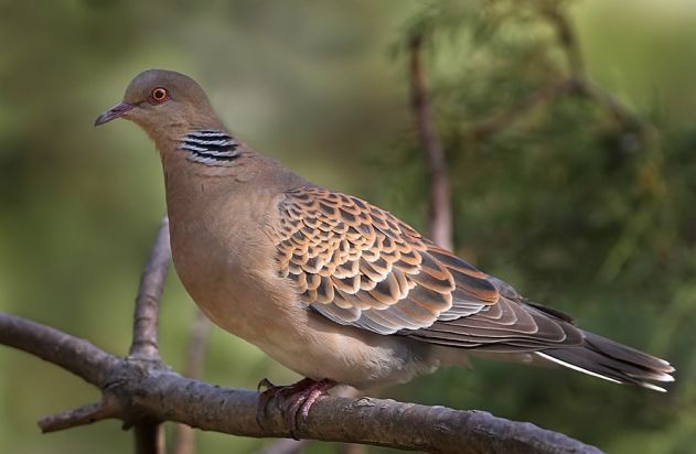 TURTURICA ORIENTALA - PORUMBEI SI TURTURELE EXOTICE