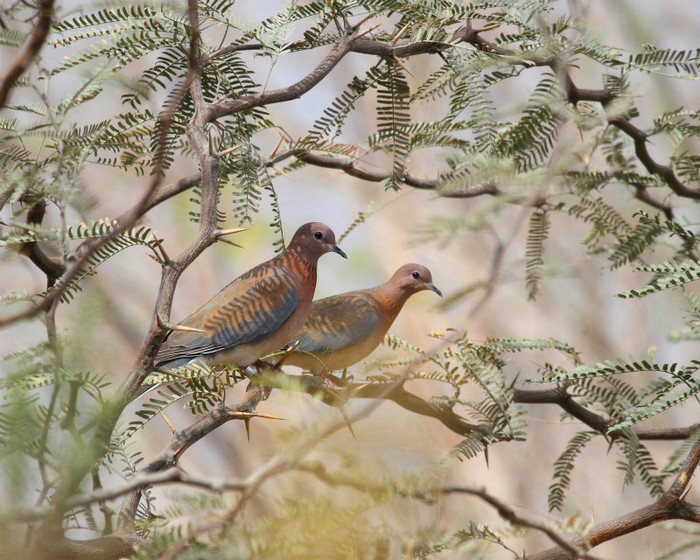 TURTURICA SENEGAL