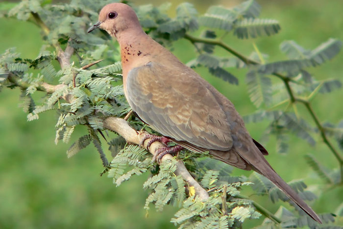 TURTURICA SENEGAL