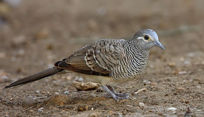 TURTURICA ZEBRA - PORUMBEI SI TURTURELE EXOTICE