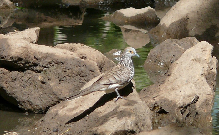 TURTURICA ZEBRA - PORUMBEI SI TURTURELE EXOTICE