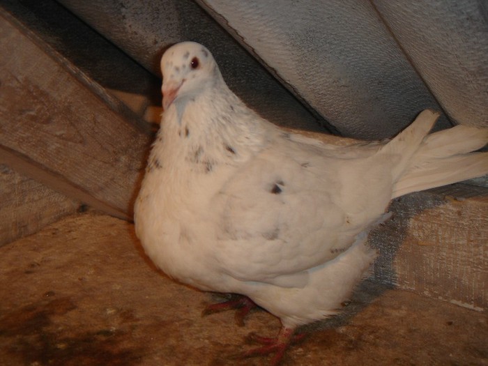 DSC00015