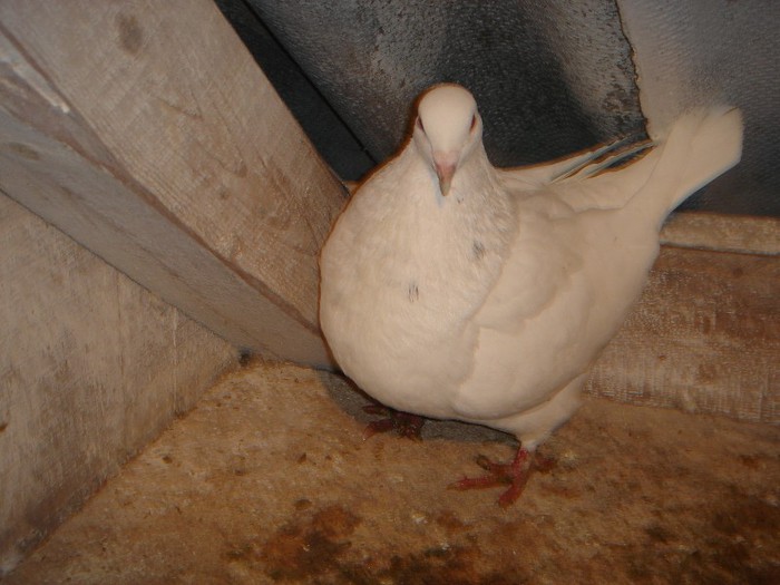 DSC00028