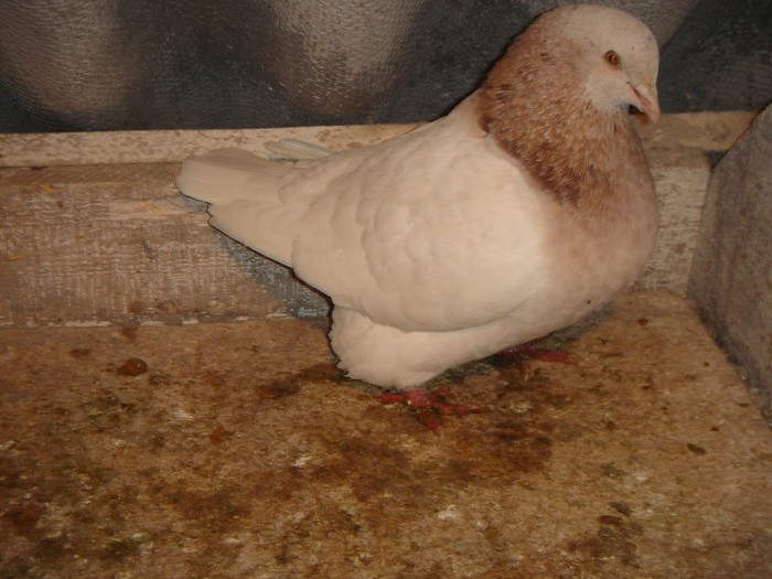 DSC00034