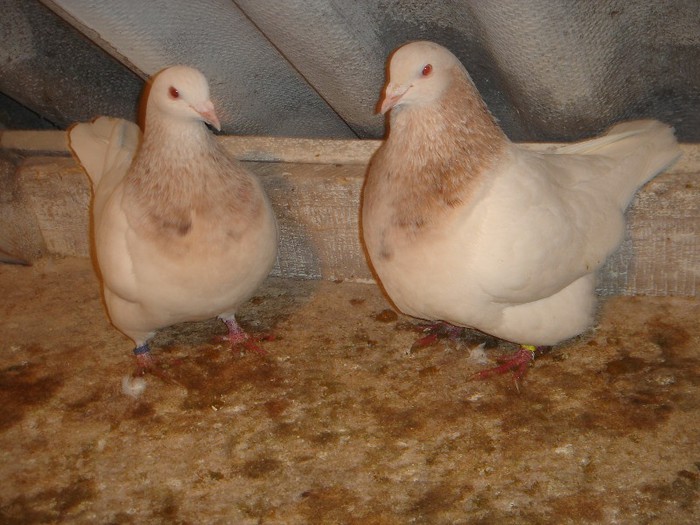 DSC00037