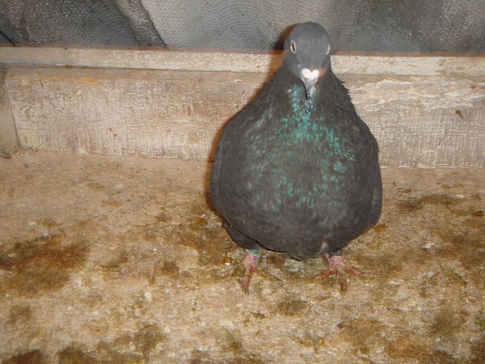 DSC00039