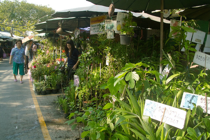 SDIM7133 - Thailand - Chatuchak - plants 2012