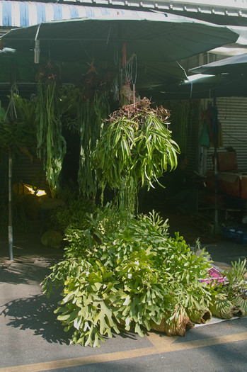 SDIM7134 - Thailand - Chatuchak - plants 2012