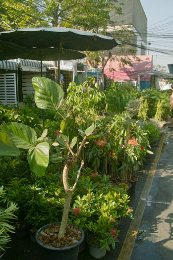 SDIM7141 - Thailand - Chatuchak - plants 2012