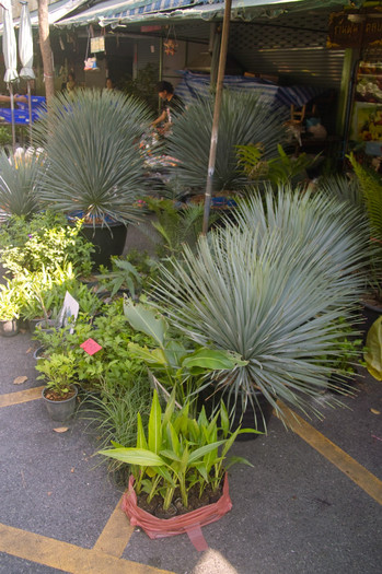 SDIM7149 - Thailand - Chatuchak - plants 2012