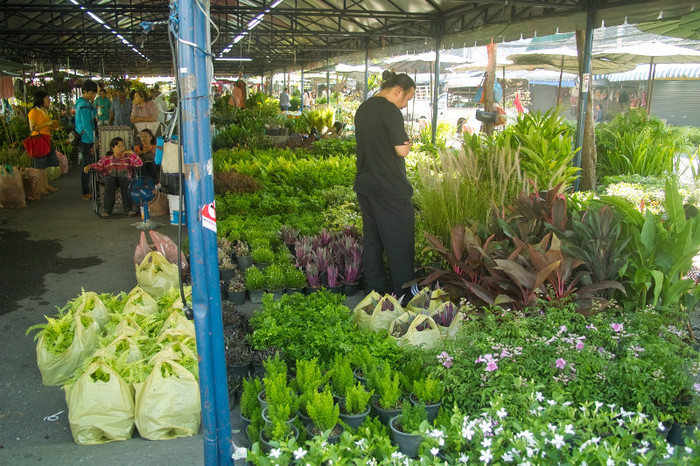 SDIM7150 - Thailand - Chatuchak - plants 2012