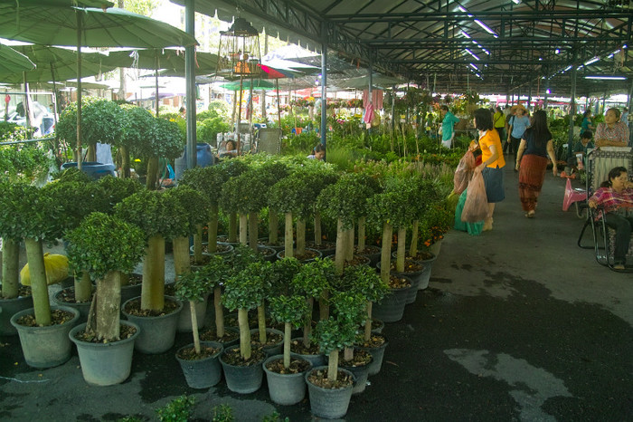 SDIM7151 - Thailand - Chatuchak - plants 2012