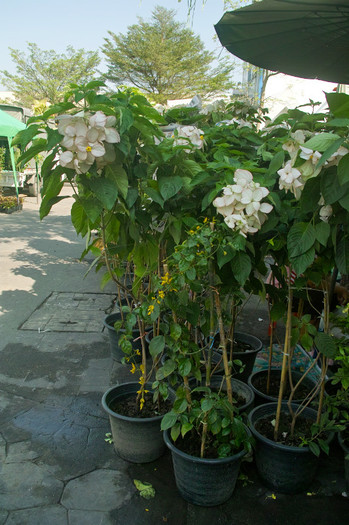 SDIM7154 - Thailand - Chatuchak - plants 2012