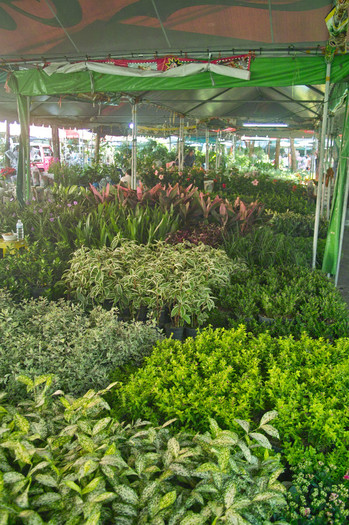 SDIM7169 - Thailand - Chatuchak - plants 2012