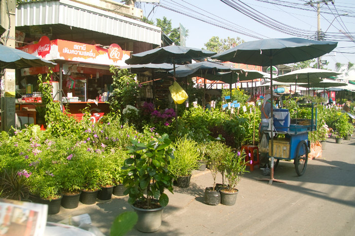 SDIM7174 - Thailand - Chatuchak - plants 2012