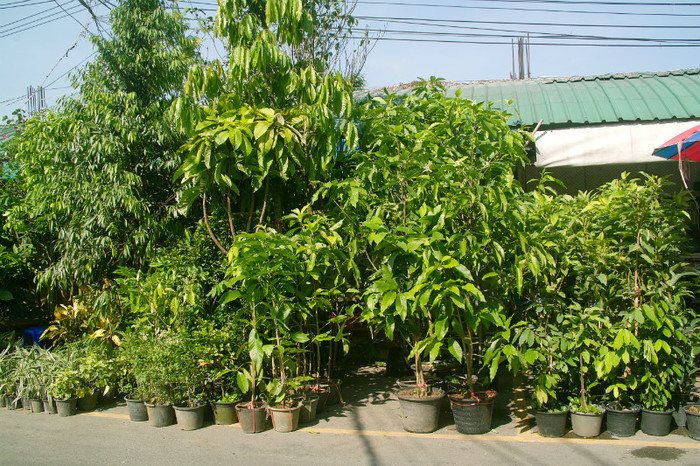 SDIM7176 - Thailand - Chatuchak - plants 2012