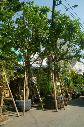 "pomisori" de vanzare - Thailand - Chatuchak - plants 2012