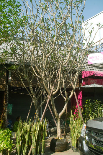 o "mica" Plumeria de vanzare - Thailand - Chatuchak - plants 2012