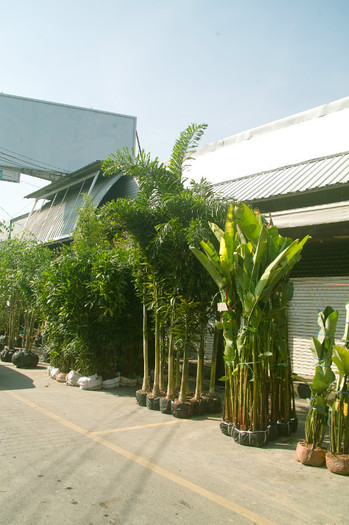 SDIM7186 - Thailand - Chatuchak - plants 2012
