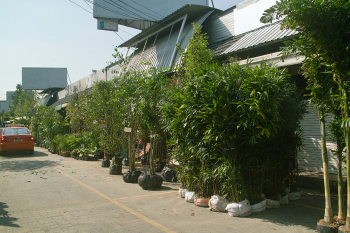 SDIM7188 - Thailand - Chatuchak - plants 2012