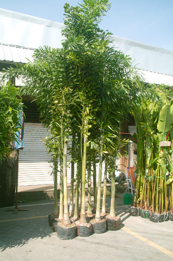 SDIM7191 - Thailand - Chatuchak - plants 2012