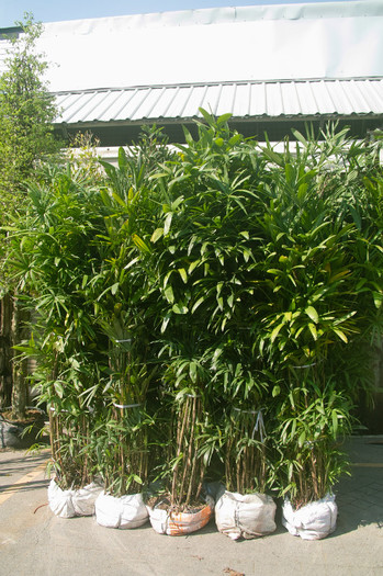 SDIM7193 - Thailand - Chatuchak - plants 2012