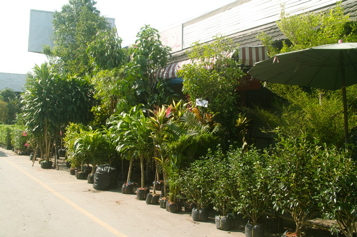 SDIM7195 - Thailand - Chatuchak - plants 2012
