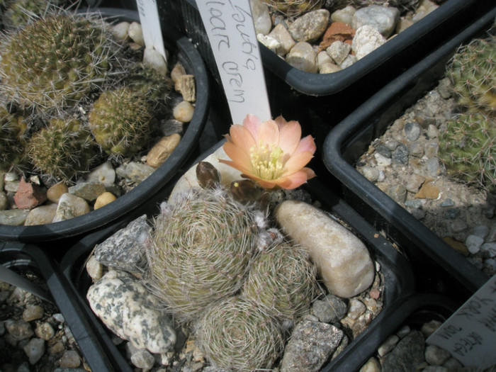 Rebutia cu floarecrem ( Gino ) - 08.05