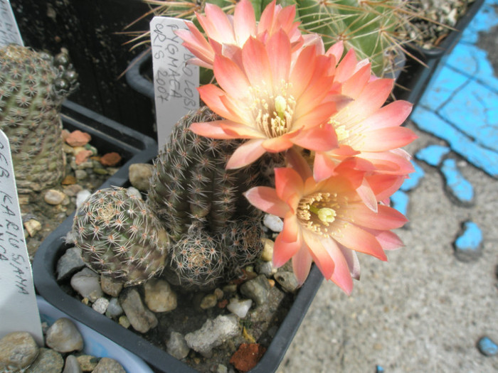 Rebutia pygmaea - 29.05 - Rebutia